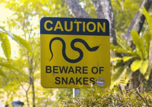 Snake bite envenomation | Alfred Emergency Academic Centre